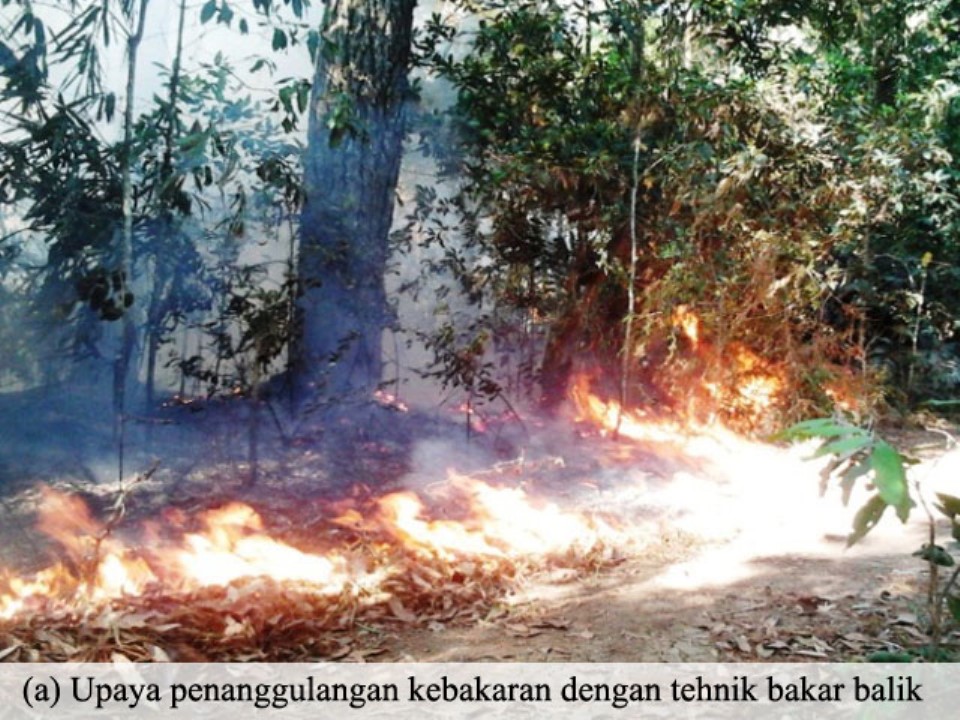 kebakaran lahan hutan 2012 di Hutan Pendidikan Gunung Walat