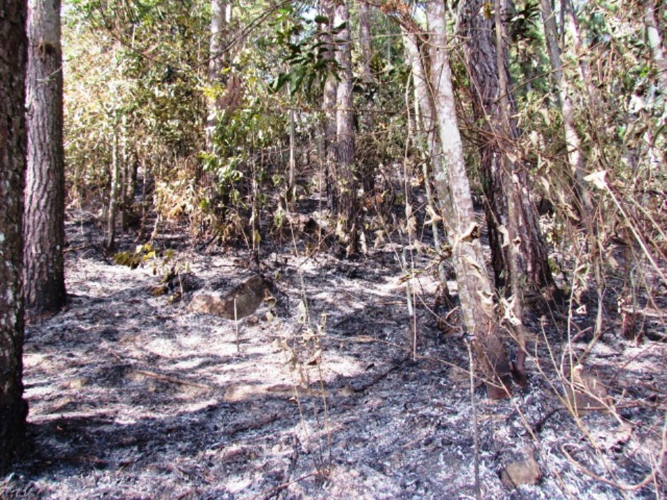 kebakaran lahan hutan 2012 di Hutan Pendidikan Gunung Walat