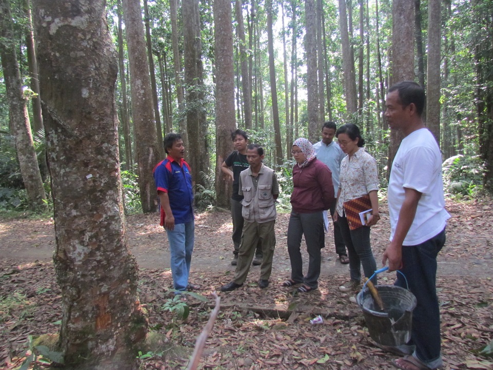 Comparative study of damar (Agathis loranthifolia) resin by a staff of the Gunung Gede Pangrango National Park, Cianjur