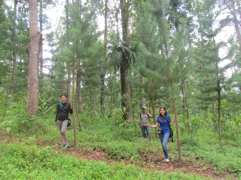 Review of Planted Tree from Voluntary Carbon Trading by ConocoPhillips Indonesia, Ltd