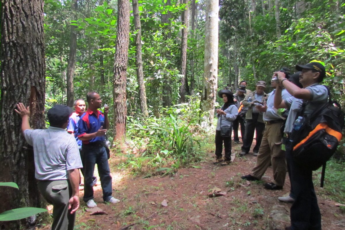 The practice of rehabilitation and creativity in the development of forest production by the Bogor Forestry Education and Training Center